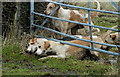 ST8281 : A Tight Squeeze !! Beaufort Hounds, nr Alderton, Wiltshire 2009 by Ray Bird