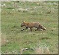 Fox at Dykehead 