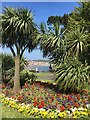 Palm Trees in a pretty flower bed on Esplanade in Scarborough