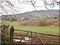 Valley floor grazing land adjoining wet woodland