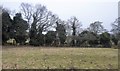 Field and trees