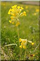 SP0506 : Cowslips in a field by Philip Halling