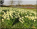 Daffodils by Caldecotte Lake