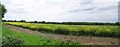 Oilseed Rape Panorama