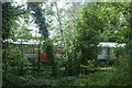 View of two District line trains passing the Gunnersbury Triangle Nature Reserve