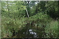 View of a pond in the Gunnersbury Triangle Nature Reserve