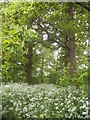 Woodlands on Howard Drive, Letchworth