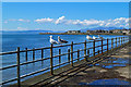 Hopeful Gulls At Saltcoats