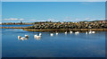 Swans At Saltcoats