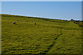 North Devon : Grassy Field