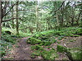 ST5299 : Wye Valley walk crosses remains of hill fort by Roger Cornfoot
