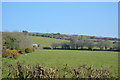 Pasture on the slopes of Kit Hill