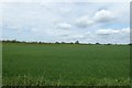 Farmland north of Landing Lane