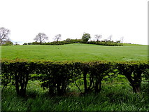 H5064 : A neat hedge along Drumconnelly Road by Kenneth  Allen