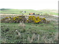 Rough grazing at Ballimartin