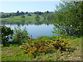 The Lake at Gatton Park