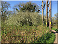 SP2965 : Flowering trees in Brindley's Field, southeast Warwick by Robin Stott