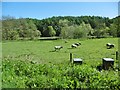 Alton, sheep grazing