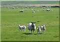 NY8890 : Ewe with triplets by Russel Wills