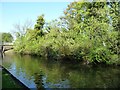 Heron, Rushall Canal, Walsall