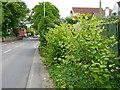 Japanese Knotweed in Wolverhampton