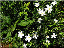 H5657 : Greater stitchwort plants at Tycanny by Kenneth  Allen