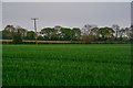 East Devon : Grassy Field