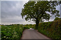 East Devon : Country Lane