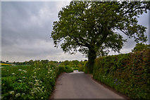 ST0801 : East Devon : Country Lane by Lewis Clarke