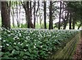 Wild  Garlic  in  Bath  Plantation  Birdsall