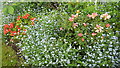 Flowers in Garden near Crews Hill