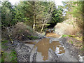 Water on the track through the woods