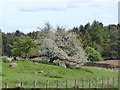 NY5143 : Tree in blossom near Baronwood Farm by Oliver Dixon