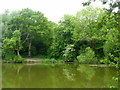 Reed Pond near Canterbury