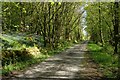 Road through Clifton Wood