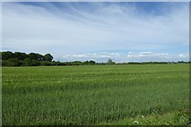 SE6122 : Farmland from Gowdall Road by DS Pugh