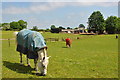 Horse & Pony, Nettleton, Wiltshire 2016