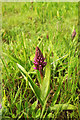 SX9066 : Southern Marsh orchid, Nightingale Park by Derek Harper