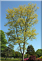 Tree, Devonport Park