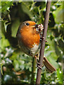 Robin in a Crouch End garden