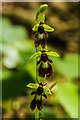 TQ2351 : Fly Orchid (Ophrys insectifera) by Ian Capper