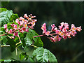 ST3087 : Sweet chestnut flower, Belle Vue Park, Newport by Robin Drayton
