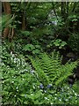 Plants and flowers in Castlemilk Park