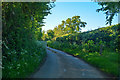 East Devon : Country Lane