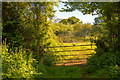 East Devon : Grassy Field & Gate