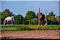 Taunton Deane : Grassy Field & Horses