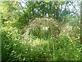 Shelter in the wood