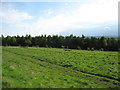 Forestry above Ryedale