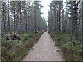 Speyside Way in Abernethy Forest