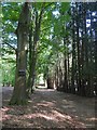 Driveway leading to Foxglade, off Whitmead Lane